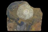 Fossil Winged Walnut (Juglandaceae) Fruit - North Dakota #96800-1